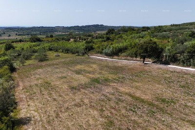 Prodaja građevinskih parcela sa pogledom na more, za izgradnju stambenih objekata, Buje!