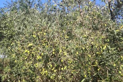 Valtura – prodaja Maslinika s 89 rodnih stabala maslina.