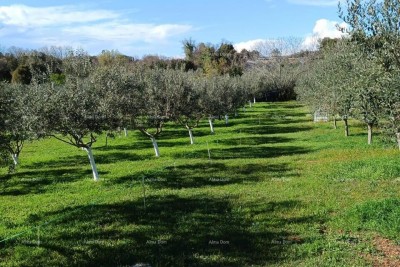 Prodaje se poljoprivredno zemljište2100 m2, Ližnjan