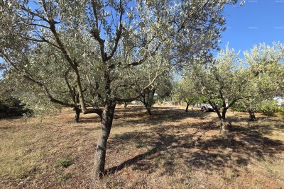 Odlična priložnost! Gradbena parcela z oljčnikom – 1.222 m², Loborika, v bližini Pule.
